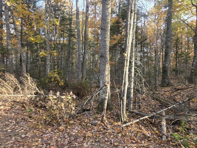 Land for sale in Swanville, Waldo County