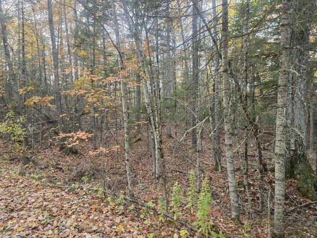 Land for sale in Swanville, Waldo County