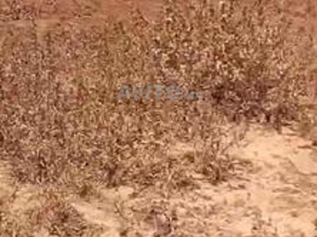 Propriété vente à Chellalate, Gharb-Chrarda-Beni Hssen