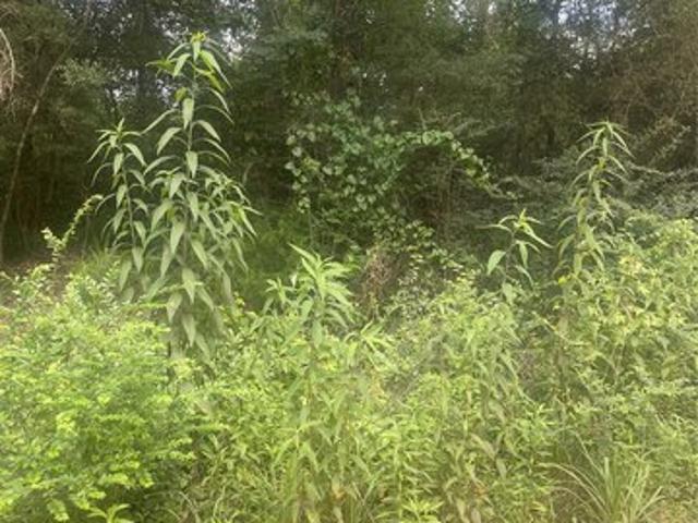 Land for sale in Dale, Alabama