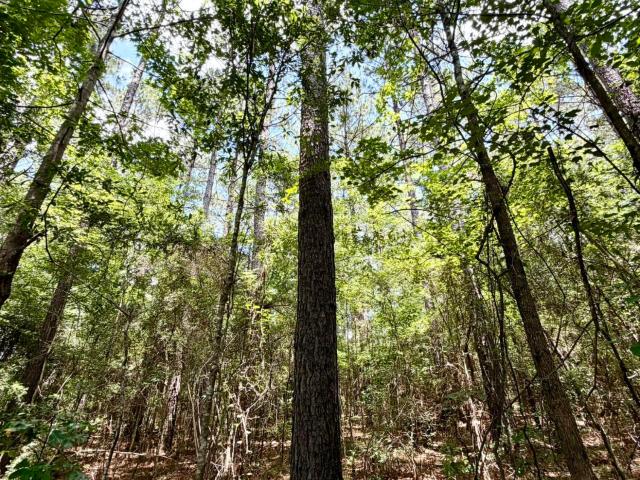 Land for sale in Mississippi