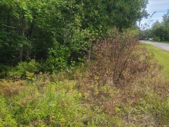 Land for sale in Greenbush Township, Alcona County