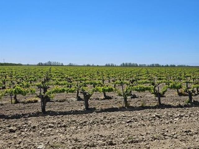 Land for sale in Kerman, California
