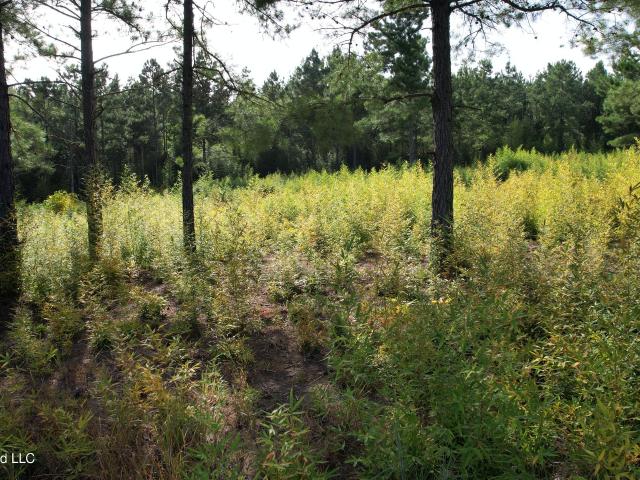 Land for sale in Liberty, Mississippi