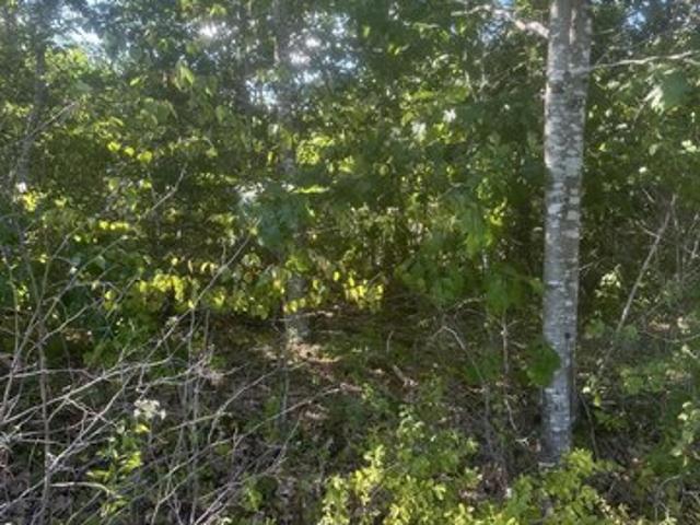 Land for sale in Steuben, Maine