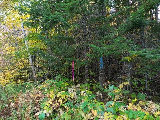 Land for sale in Springfield, Penobscot County