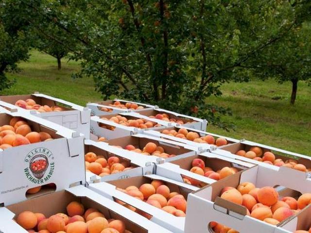 Grundstück kaufen in Bezirk Krems, Niederösterreich