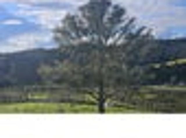 Land for sale in Northland
