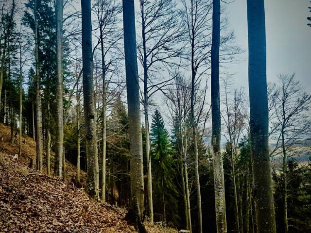 Immobilie kaufen in St. Marein bei Knittelfeld, Steiermark