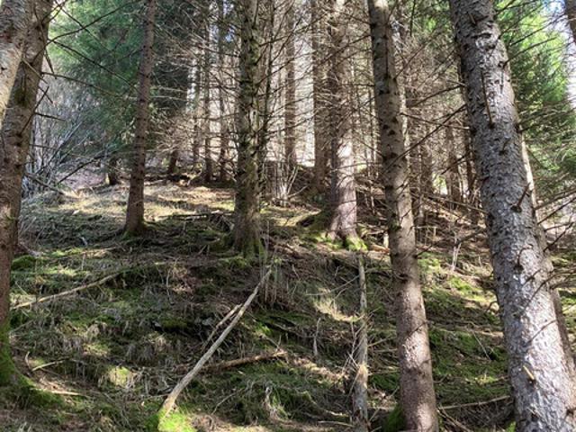 Grundstück kaufen in Laterns, Vorarlberg