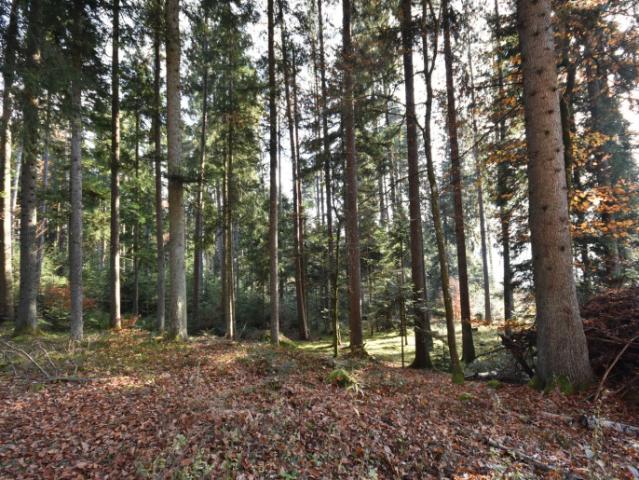Landwirtschaft kaufen in Spittal an der Drau, Kärnten