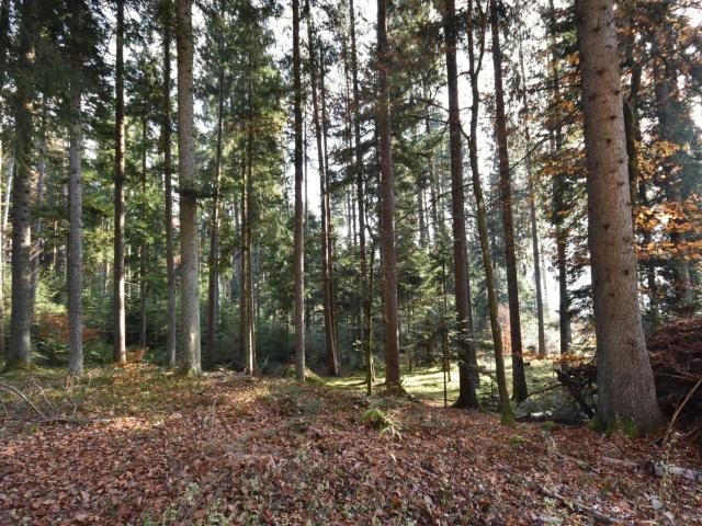 Landwirtschaft kaufen in Spittal an der Drau, Kärnten