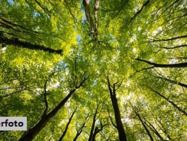 Grundstück kaufen in Eltendorf, Burgenland