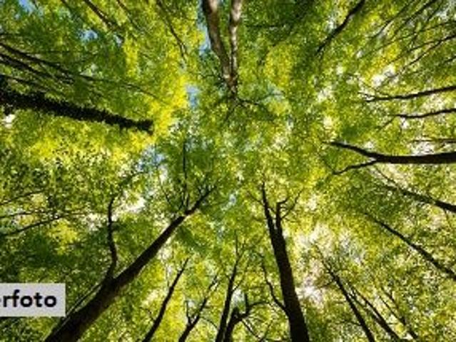 Grundstück kaufen in Eltendorf, Burgenland