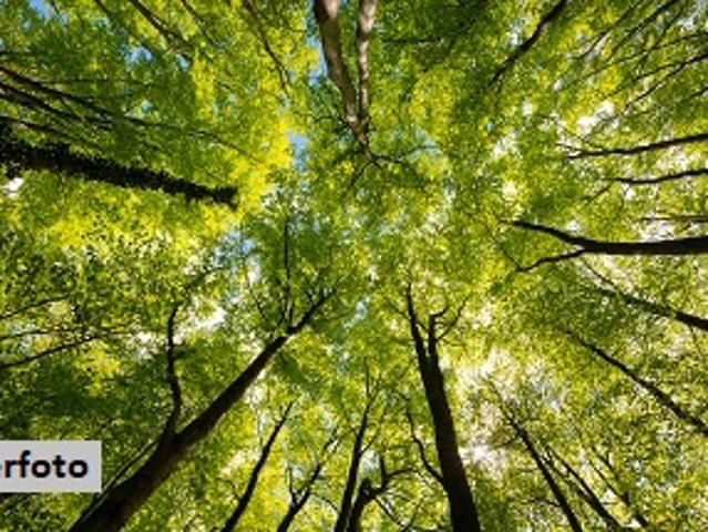 Grundstück kaufen in Lavamünd, Kärnten