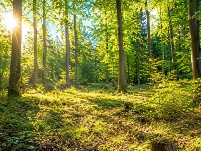 Gewerbe kaufen in St. Pölten, Niederösterreich