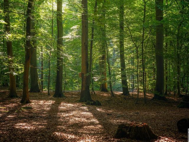 Grundstück kaufen in Rauchwart, Burgenland