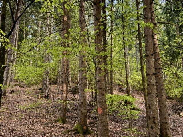 Immobilie kaufen in Bach, Klagenfurt am Wörthersee