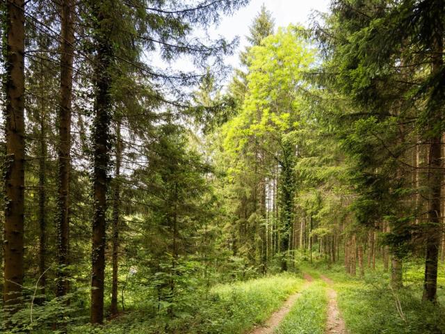Landwirtschaft kaufen in Walpersbach, Niederösterreich