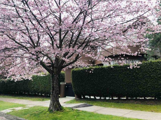 Apartment for rent in Vancouver, British Columbia