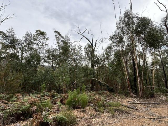 Land for sale in Cobargo, New South Wales