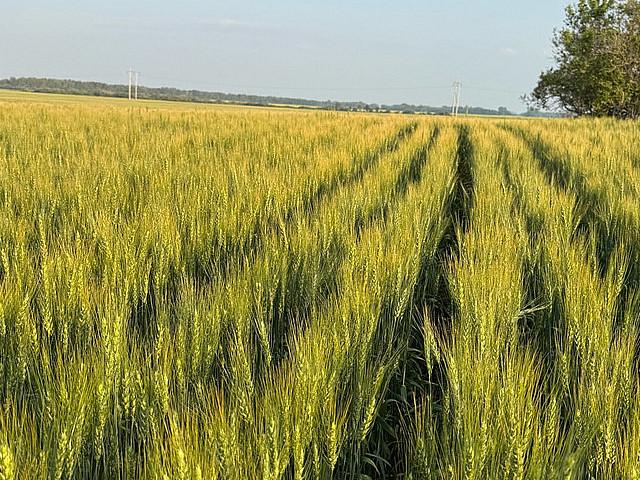 Land for sale in Buchanan, Saskatchewan