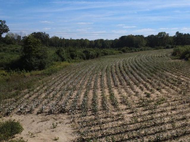 Farm for sale in Whitakers, Nash County