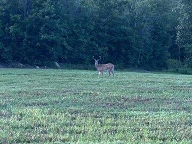 Land for sale in New Hampshire