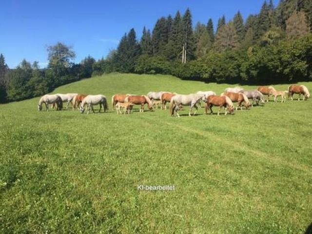 Grundstück kaufen in Sankt Georgen ob Judenburg, St. Georgen ob Judenburg
