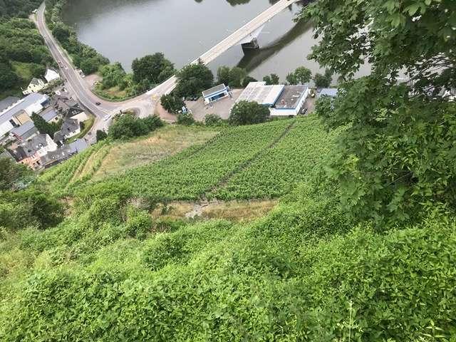Erdgeschosswohnung kaufen in Zell (Mosel), Landkreis Cochem-Zell