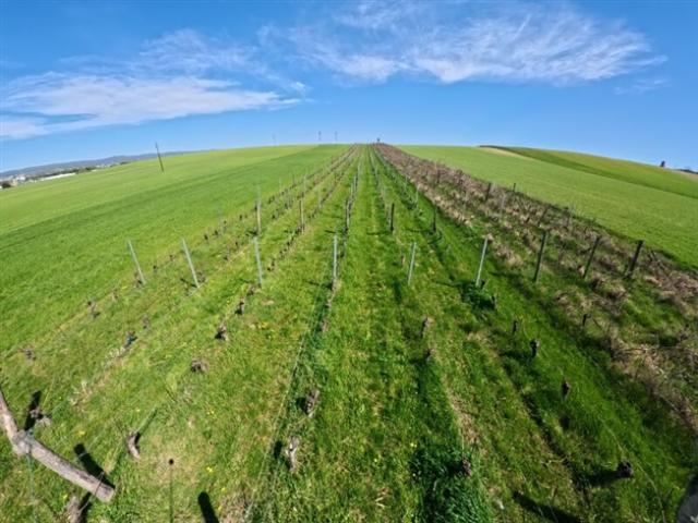 Grundstück kaufen in Siegendorf, Burgenland