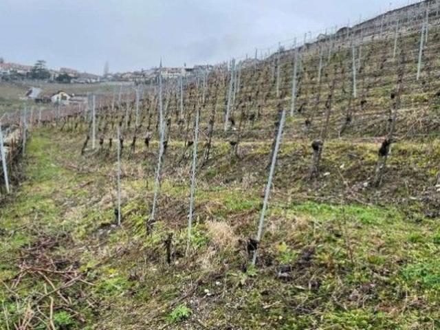 Immobilie kaufen in Bourg-en-Lavaux, Waadt
