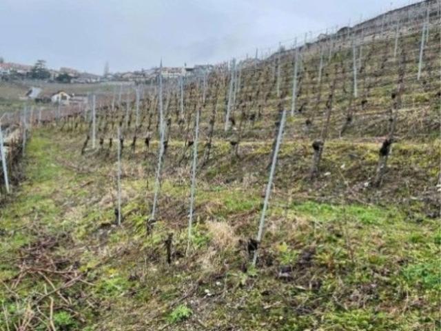 Wohnung kaufen in Bourg-en-Lavaux, Waadt