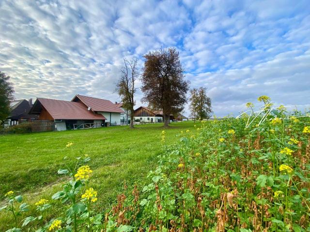 Immobilie kaufen in Schörfling, Oberösterreich