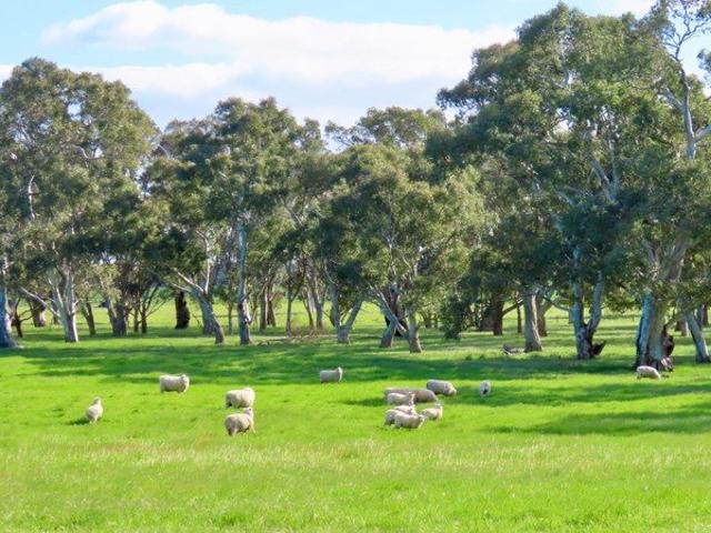 Cottage for sale in Comaum, South Australia