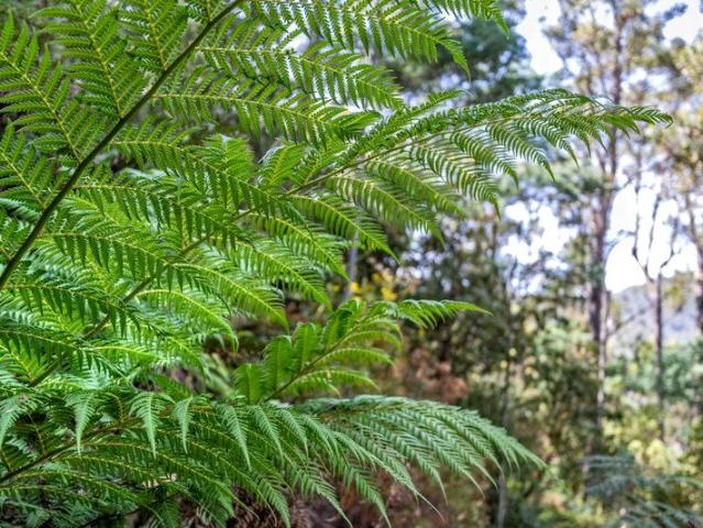 Land for sale in Molesworth, Tasmania