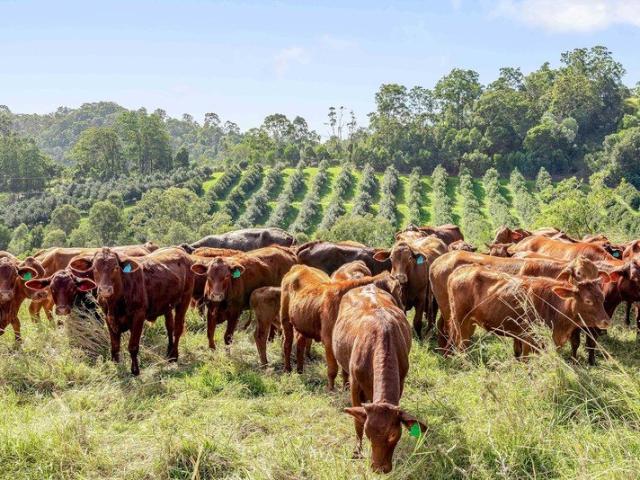 Cottage for sale in Mothar Mountain, Queensland