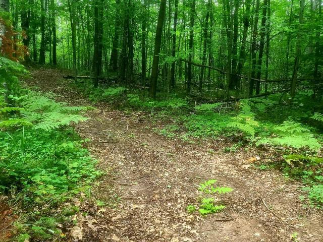 Land for sale in Dunbar, Wisconsin