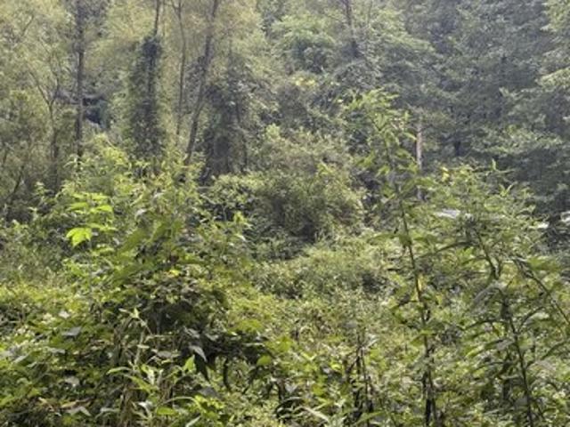 Land for sale in Artie, West Virginia