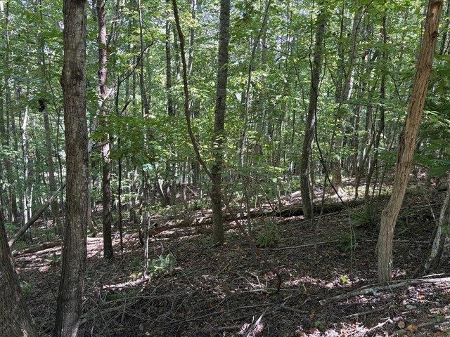 Land for sale in Warne, North Carolina