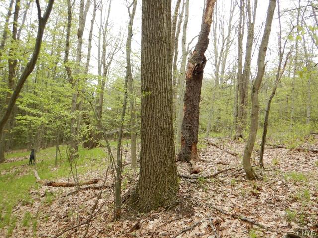 Land for sale in Alma, New York
