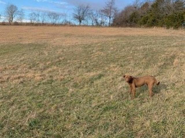 Land for sale in Edmonton, Kentucky