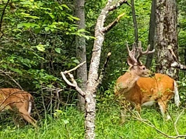 Land for sale in Pocono Summit Land for sale in Pocono Summit