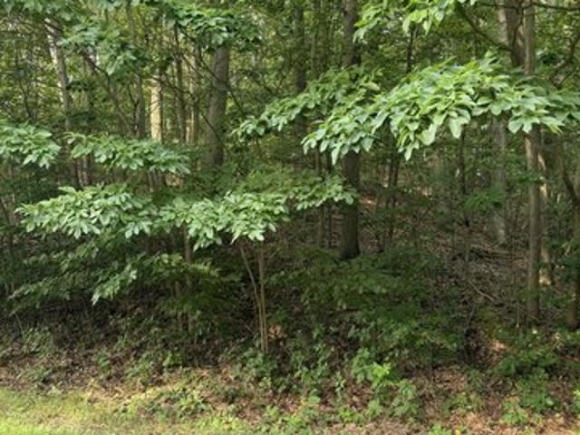 Land for sale in Michigan