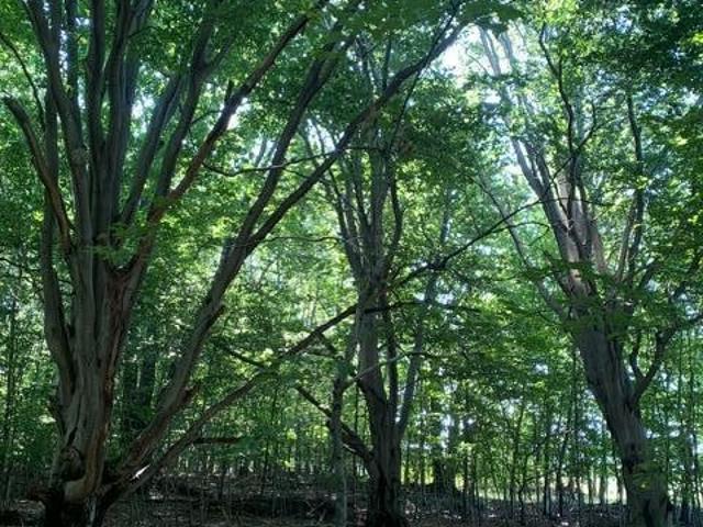 Land for sale in Michigan