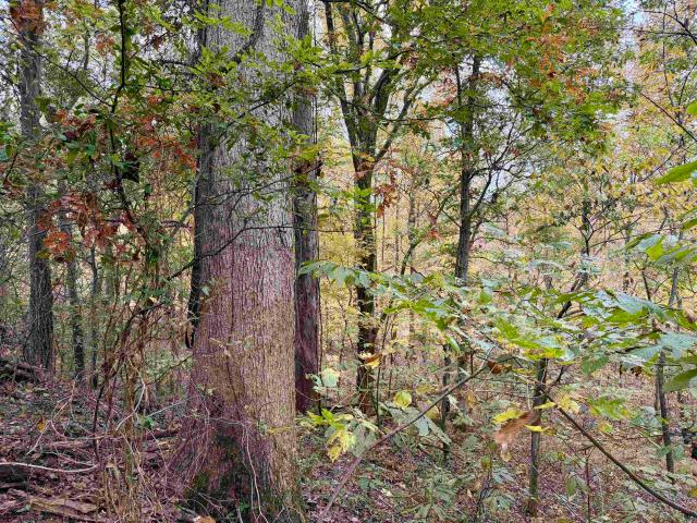 Land for sale in Tennessee