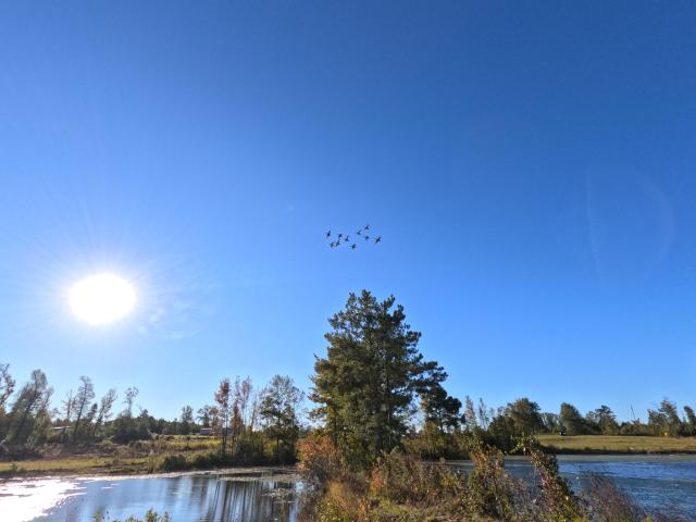 Land for sale in Collins, Mississippi
