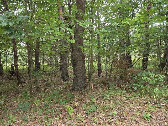 Land for sale in Grayling, Michigan