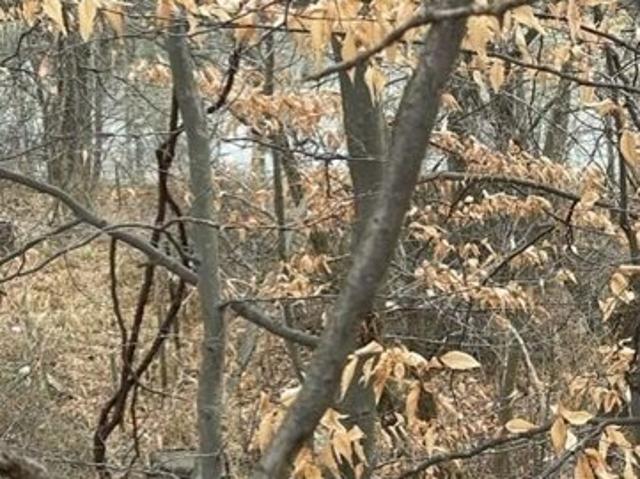 Land for sale in Coloma