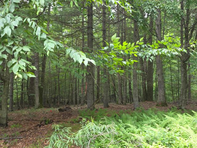 Land for sale in Beach Lake, Pennsylvania
